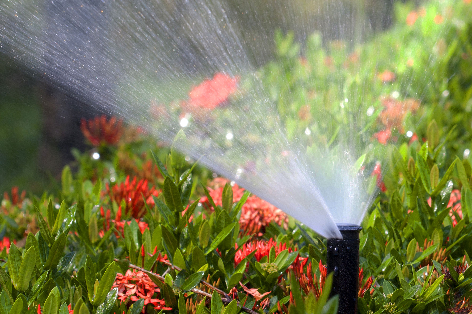 sprinkler